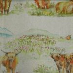 Highland Cattle