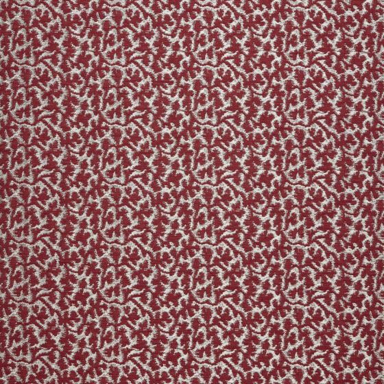 Asha Cherry Stock