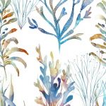Coral Reef